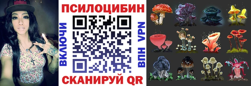 Псилоцибиновые грибы Psilocybe Махачкала